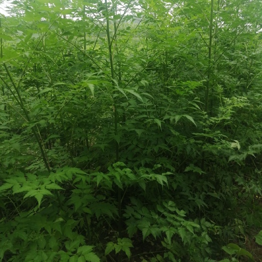 太康县苦楝树苗 楝树苗-楝树苗多少钱 楝树苗每颗0.6元