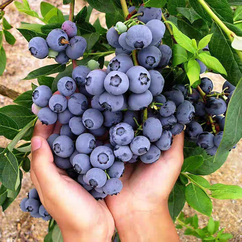 平邑县 蓝宝石蓝莓苗盆栽果树苗室内可用南北方种植蓝莓树苗地栽当年结果