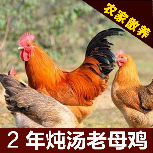 阳原县 1年半日龄散养华北柴鸡黄油老母鸡
