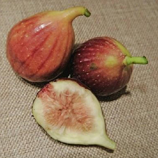 平邑县 芭劳奈无花果苗特大无花果树苗南北方种植盆栽地栽当年结果果树苗