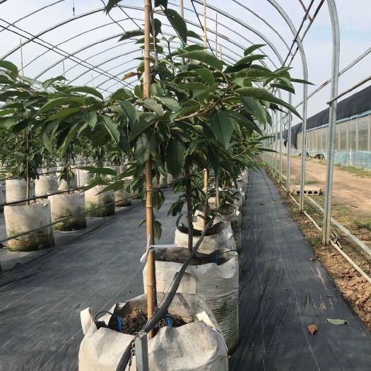 泰安 萨米脱美早俄八新品种樱桃苗基地批发直营