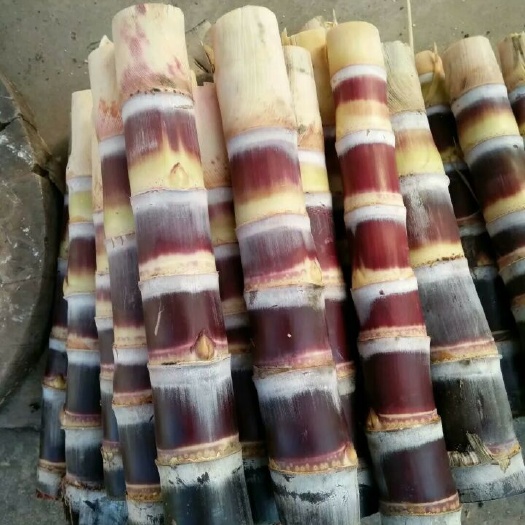 博白县黑皮甘蔗苗  供应甘蔗种苗批发 批发广西黑皮甘蔗种  黑皮甘