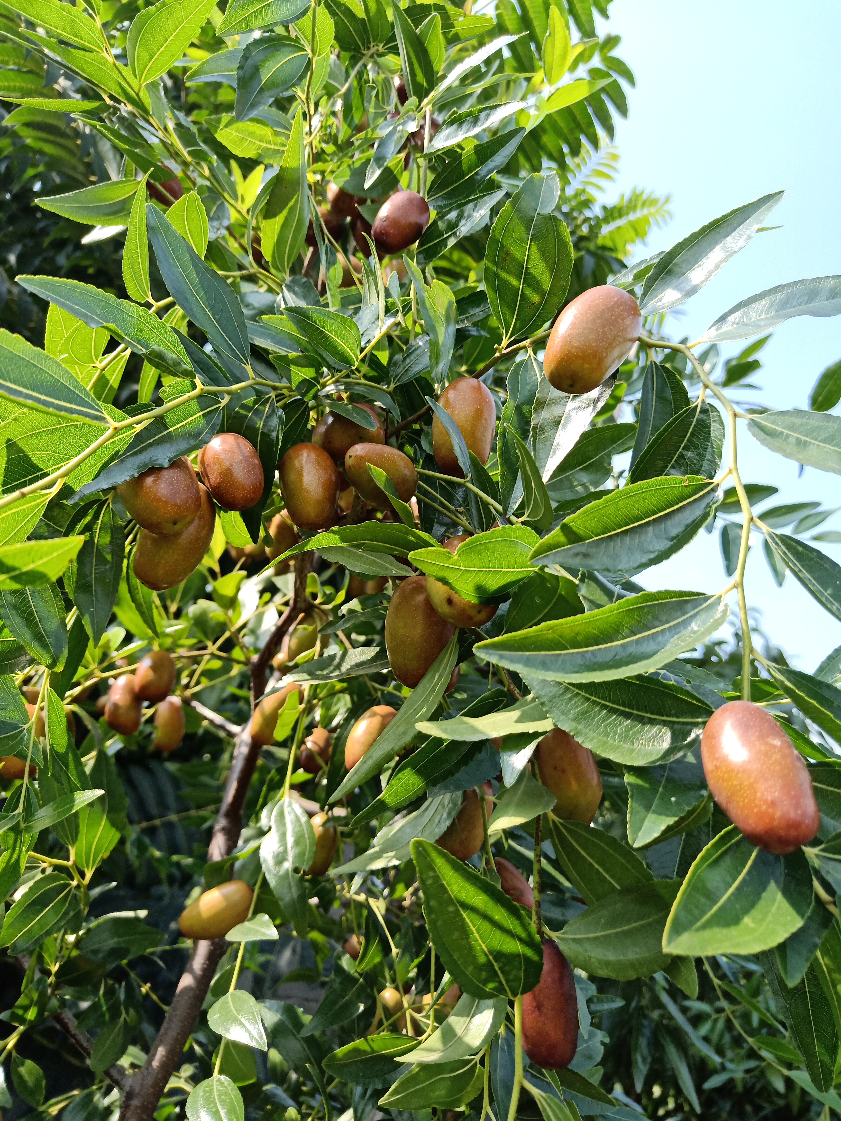 农村软枣树图片图片