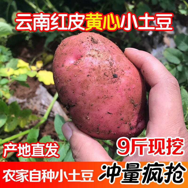 剑川县青薯9号  2022年云南红皮小土豆 农户直发
