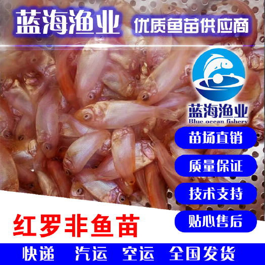 鹤山市 大量出售优质红罗非鱼苗，货源充足，价格实惠