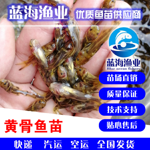 鹤山市 优质杂交黄骨鱼苗，黄颡鱼，黄辣丁，货源充足！