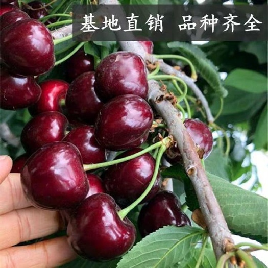 平邑县 俄罗斯8号樱桃苗 南北方盆栽地栽 新品种矮化苗1—3年苗