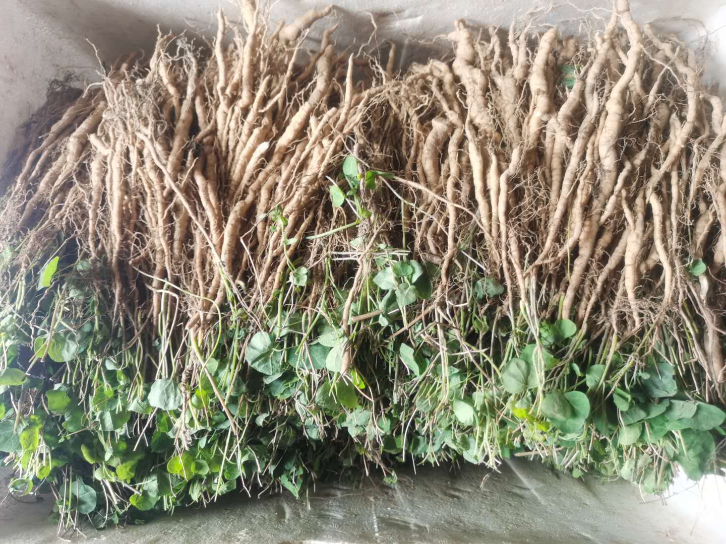  防己种子 优质江西粉防己种苗！防己种苗
