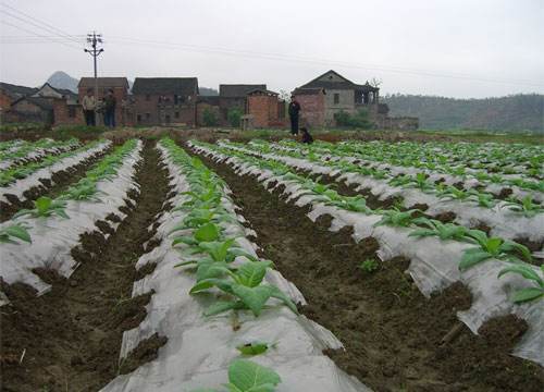 周口聚乙烯地膜 烟草秋冬保温农用地膜