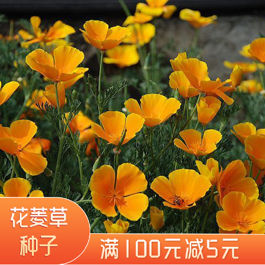 沭阳县花菱草种子花菱草新种子批发包邮产地直发花海花境庭院公园