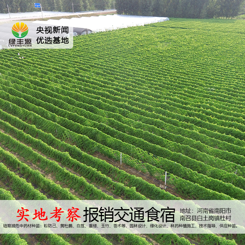  防己种子 优质江西粉防己种苗！防己种苗