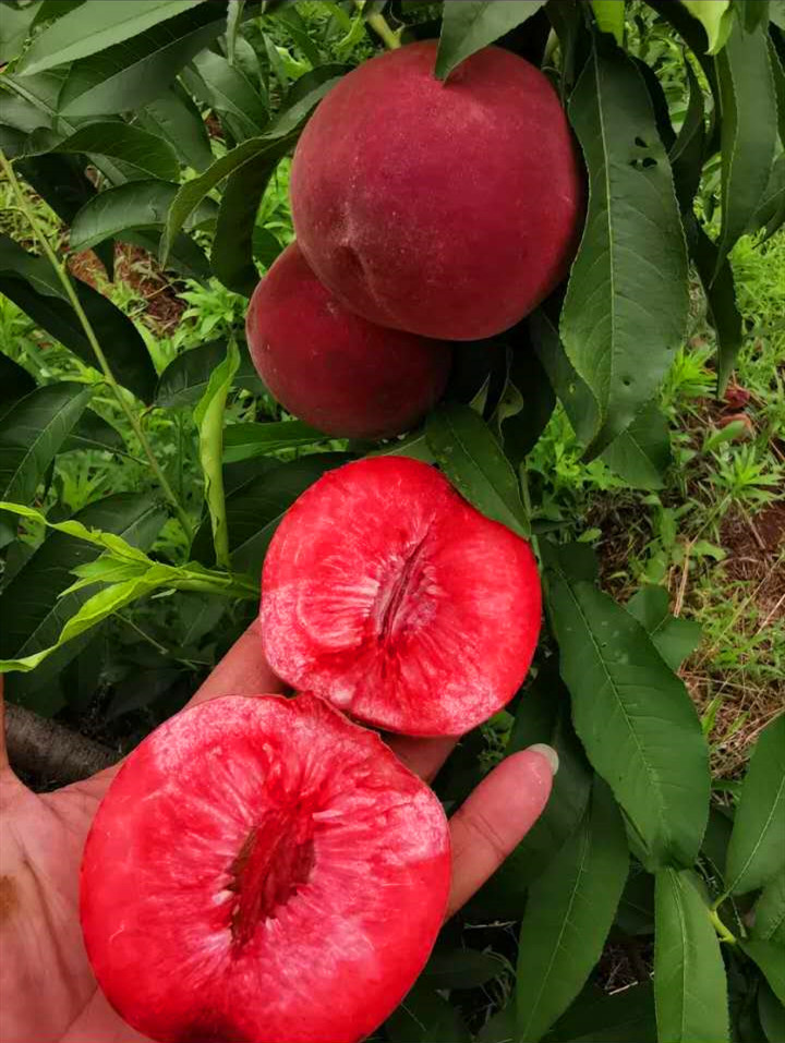 日本红香妃桃树苗图片