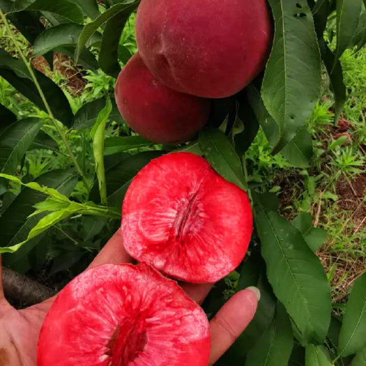 南阳血桃苗 红皮红肉 血桃树苗批发 中桃25血桃苗基地直销