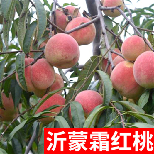 平邑县 沂蒙霜红桃树苗 嫁接苗 南北方盆栽地栽 基地直销现挖现卖