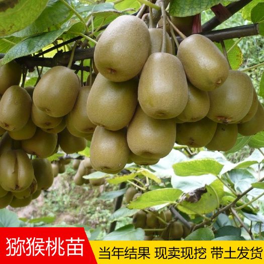 平邑县 软枣猕猴桃树果苗南北方种植红心黄心徐香猕猴桃苗嫁接苗当年结果