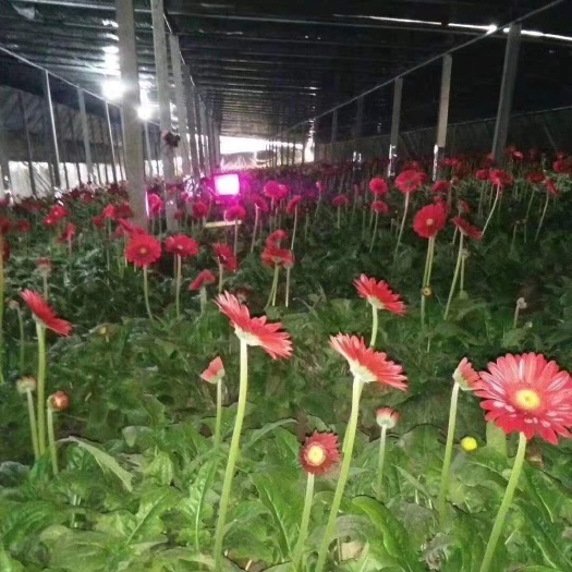 西安 多肉 花卉专用激光植物补光灯 花卉补光灯