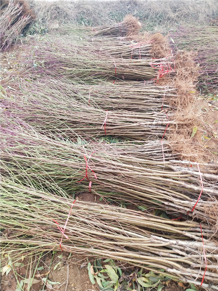  沂蒙霜红桃树苗 嫁接苗 南北方盆栽地栽 基地直销现挖现卖