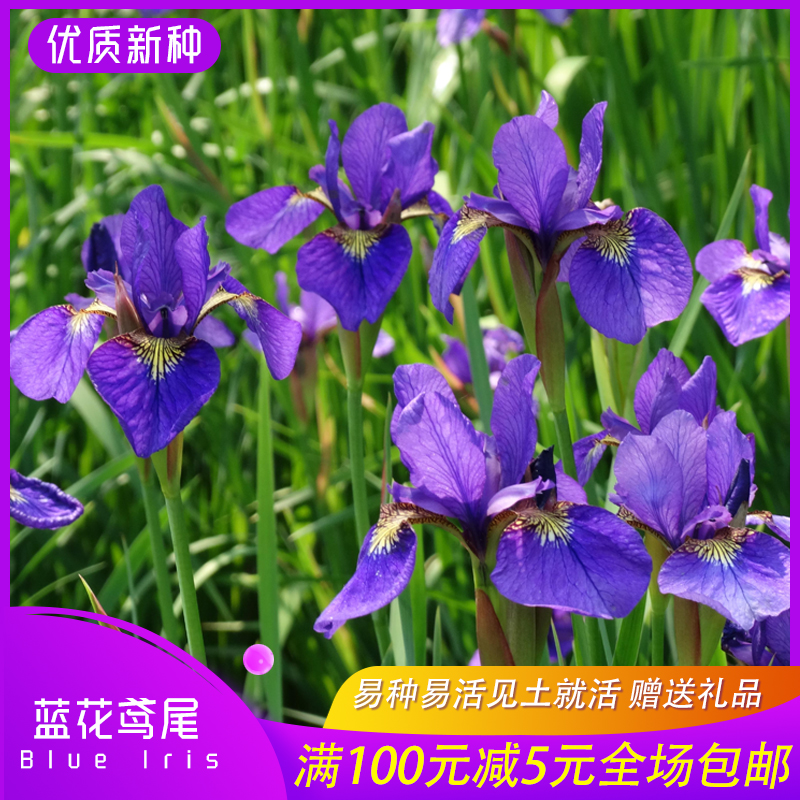 沭阳县鸢尾新种子蓝花鸢尾种子包邮批发产地直发提供资料
