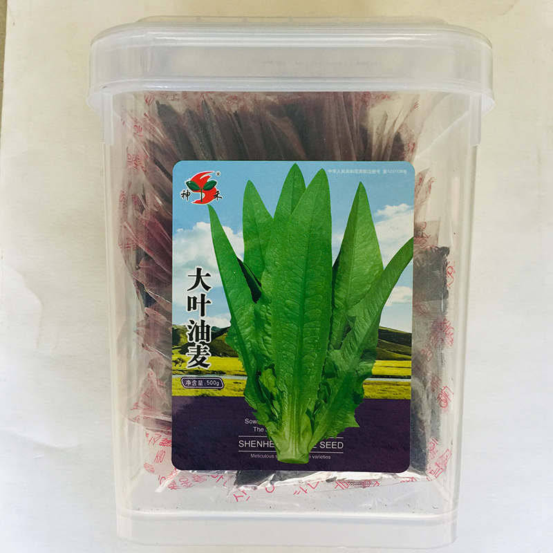 沭阳县油麦菜种子大叶油麦菜种子包邮红油油麦菜新四季油麦菜