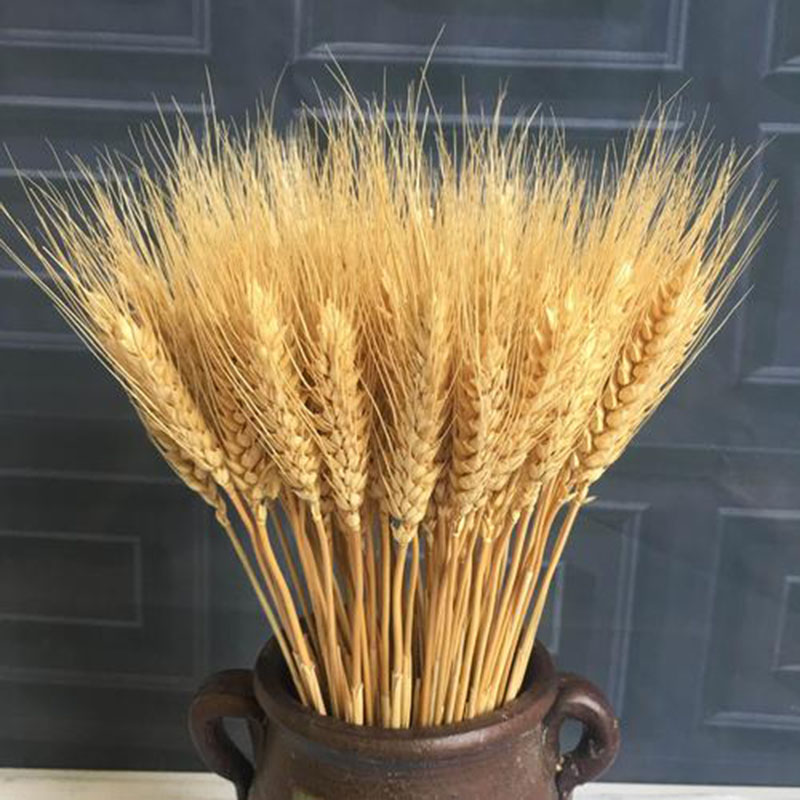沭阳县大麦种子大麦种籽包邮高产量芽苗菜种牧草种植四季大麦苗高产