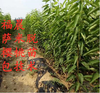 肥城市福晨，萨米脱矮化樱桃苗，基地直销，包技术，可签合同