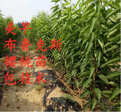 肥城市美早，俄罗斯八号，含香矮化樱桃苗，基地直销，包技术