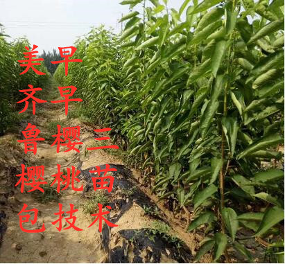 肥城市吉塞拉矮化樱桃苗，美早，齐早，鲁樱三号，基地直销，包技术