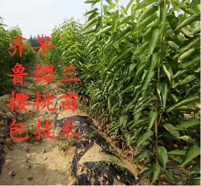 肥城市齐早，鲁樱三号矮化樱桃苗，基地直销，包技术