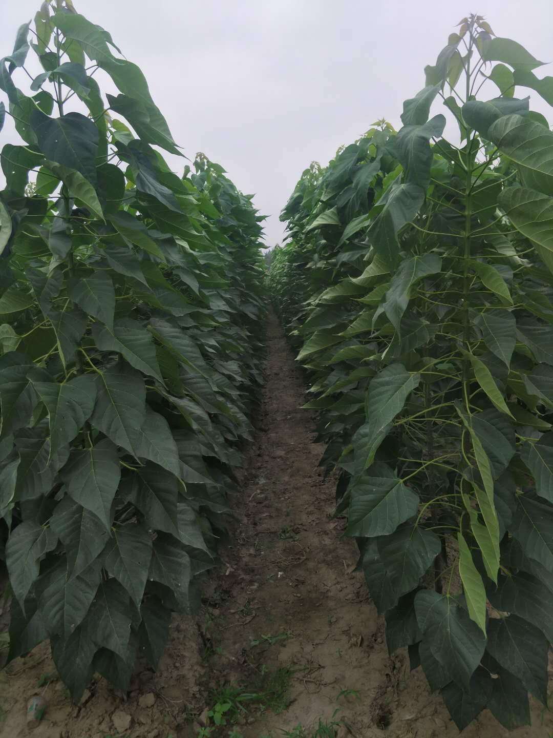 速生楸树苗楸树小苗价格，河南楸树繁育基地
