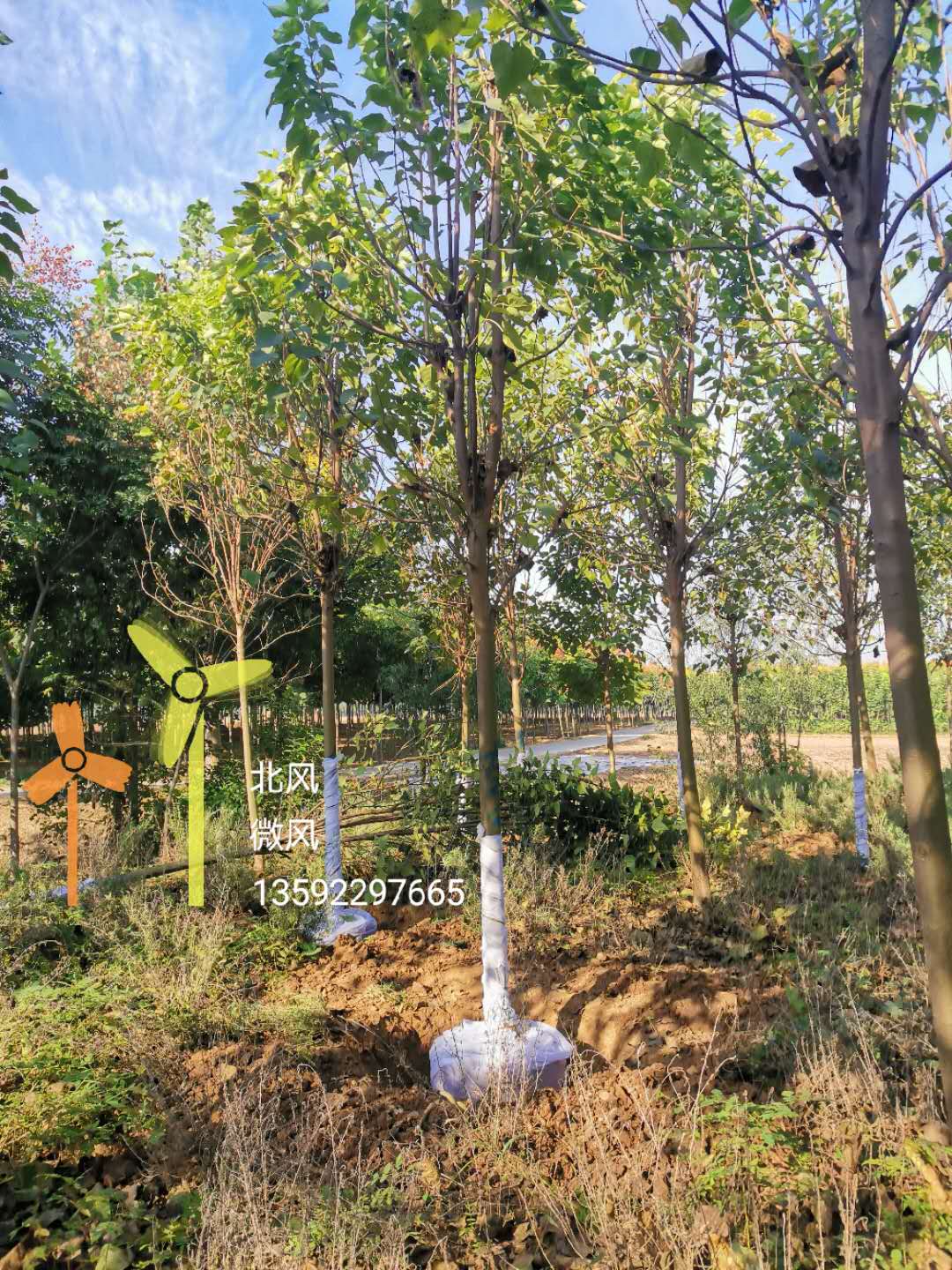 速生楸树苗楸树小苗价格，河南楸树繁育基地