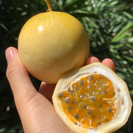 南宁广西黄金百香果钦蜜9号新鲜水果现摘批发甜黄色黄皮