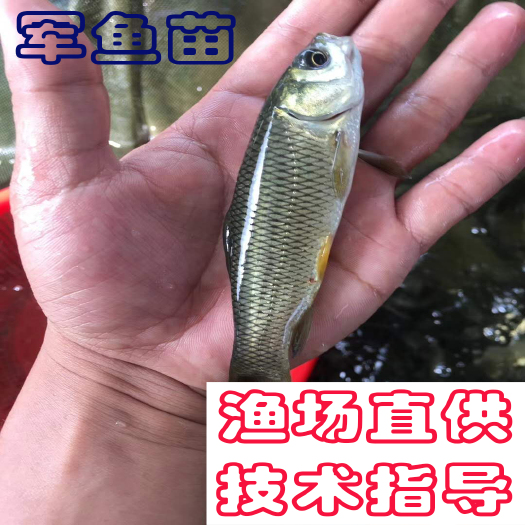广州 军鱼苗光倒刺鲃光鱼苗
