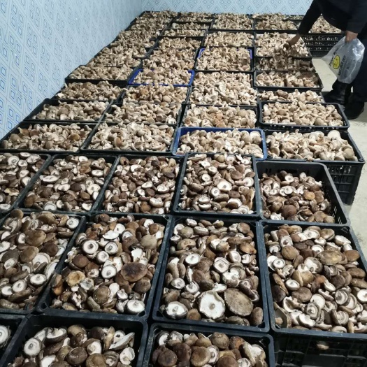 竹山县 秋季第一茬香菇，口感好才是王道