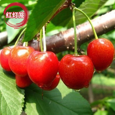 ƽغӣ ӣҹ糵Ӻڿ޽شϱֲ