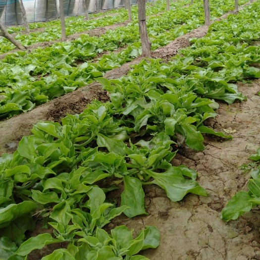 冰菜种子  冰草 春夏秋四季种植易种植南北方均可种植包邮
