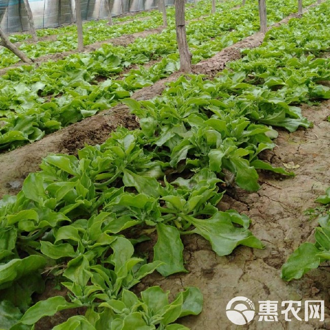 冰菜种子  冰草 春夏秋四季播阳台盆栽蔬菜籽易种新鲜青菜孑