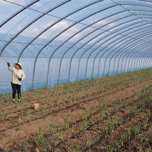 宁津县 蔬菜种殖大棚 草莓大棚 水果花卉种植大棚