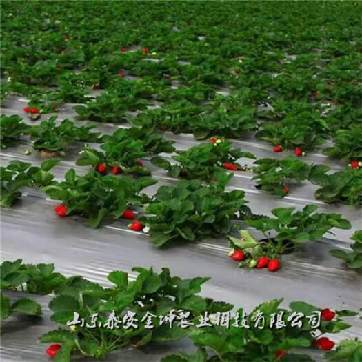 泰安甜查理草莓苗现挖视频选苗草莓苗品种齐全