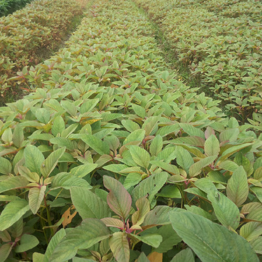 济南雪樱子种子 早熟四季蔬菜种籽 农家野菜阳台蔬菜籽