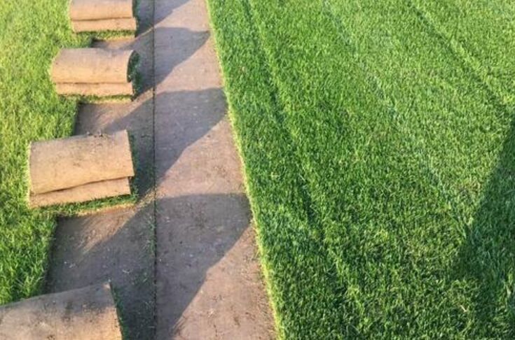 成都 2号草坪_2号草卷价格_草批发价_郫县名川园艺场