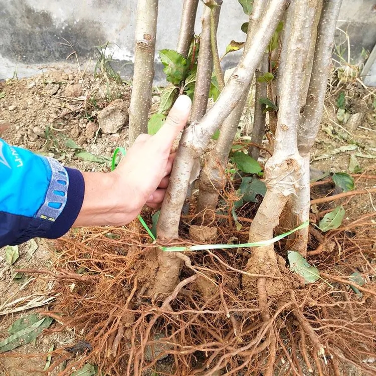 黑钻苹果树苗 黑钻苹果苗南北方庭院地栽种植阳台盆栽嫁接薄皮特大果树