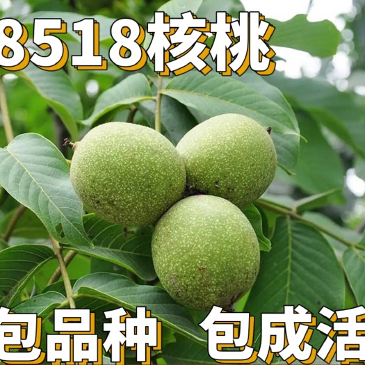 平邑县 【保真苗】8518核桃苗纸皮核桃庭院地栽种植嫁接特大薄皮