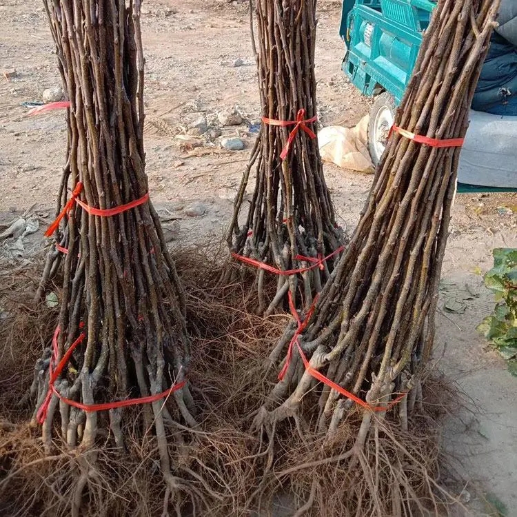 早酥红梨苗 【保真苗】早熟红梨苗庭院地栽种植阳台嫁接果树当年结果