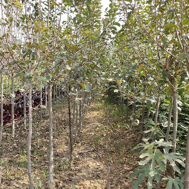 黑钻苹果树苗 黑钻苹果苗南北方庭院地栽种植阳台盆栽嫁接薄皮特大果树