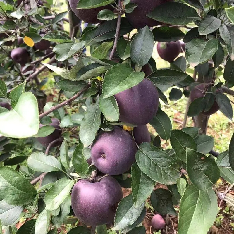 黑钻苹果树苗 黑钻苹果苗南北方庭院地栽种植阳台盆栽嫁接薄皮特大果树