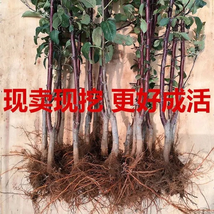 黑钻苹果树苗 黑钻苹果苗南北方庭院地栽种植阳台盆栽嫁接薄皮特大果树