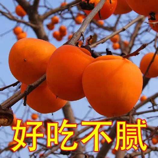 平邑县 【保真苗】甜心柿苗庭院地栽种植嫁接无核甜脆果树当年结果