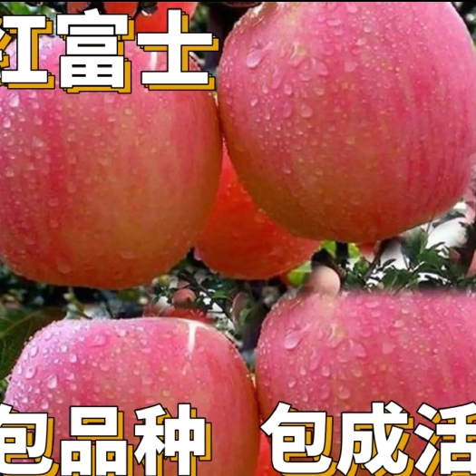 平邑县红富士苹果苗 【保真苗】红富士苹果树果苗庭院地栽嫁接果树苗当年结果