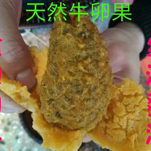 茶陵县野生八月瓜  新鲜现摘现发野生香蕉八/九月瓜牛哈卵坨子 天然