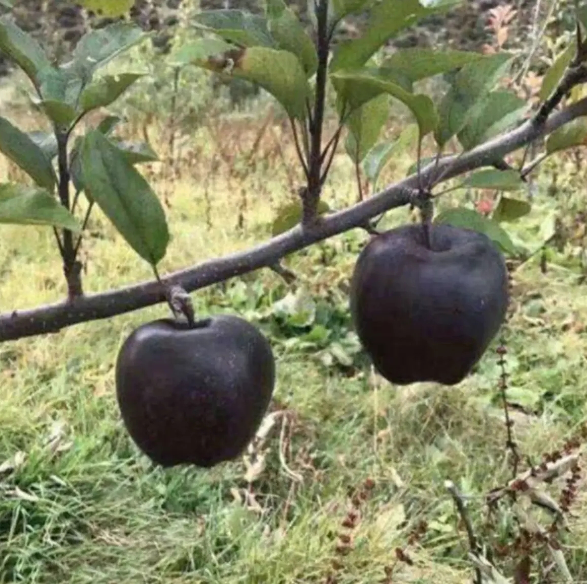 黑钻苹果树苗 黑钻苹果苗南北方庭院地栽种植阳台盆栽嫁接薄皮特大果树